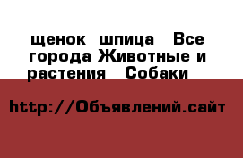щенок  шпица - Все города Животные и растения » Собаки   